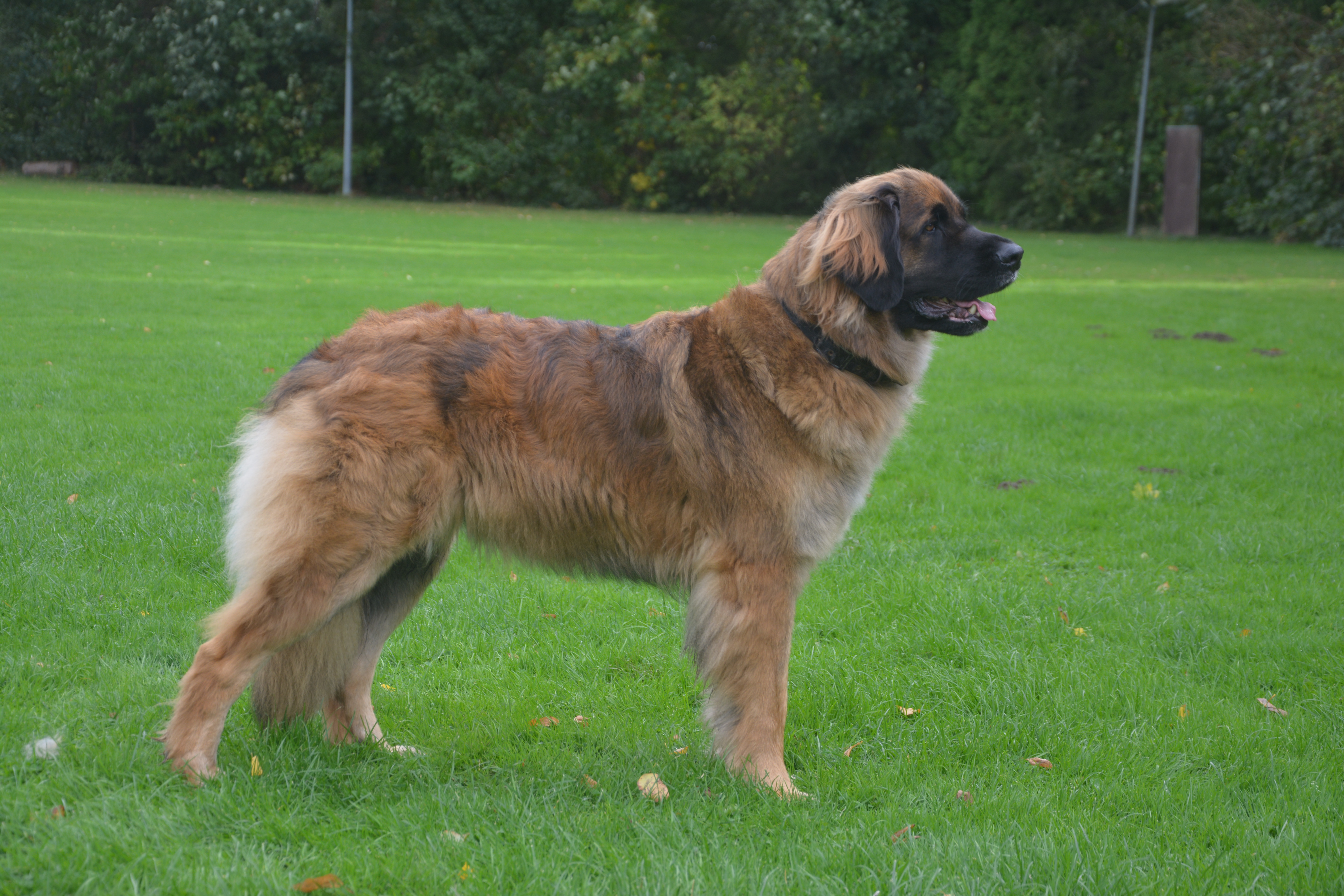 Camille Calea Lowe vom Schlossberg 1