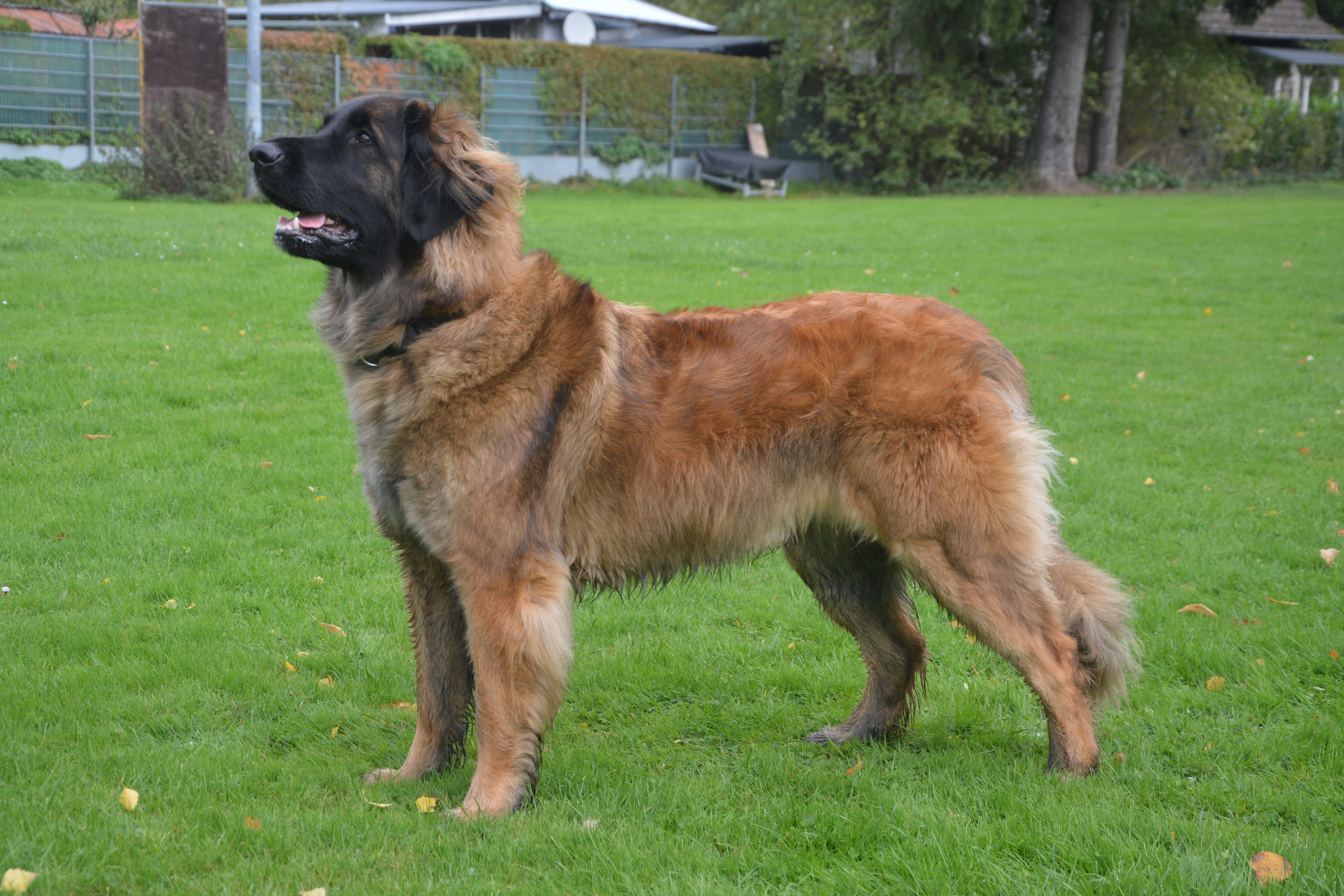 Charly Caramba Lowe aus Leonberg 1